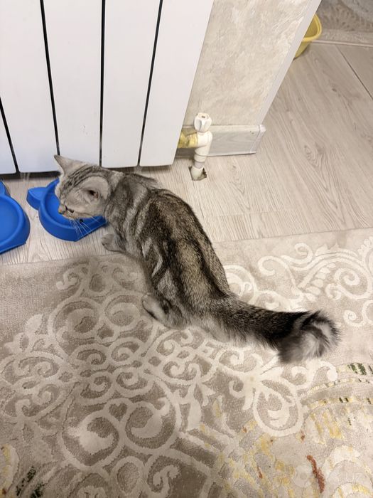 Британский шиншила котенок