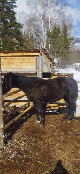 Продам  Жеребую Кобылу