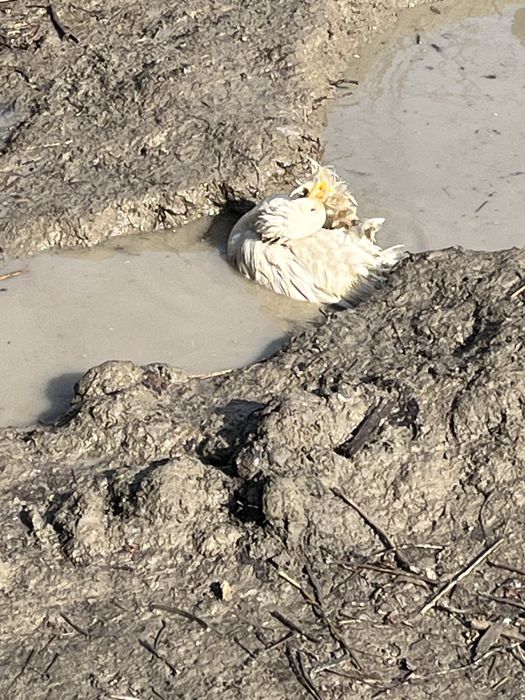 Urdak sotiladi samarqand dan man