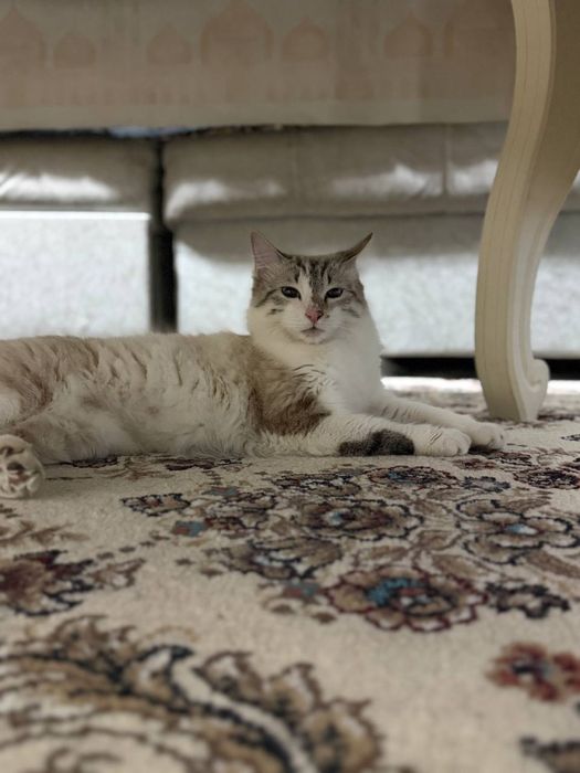 Мушук сотилади