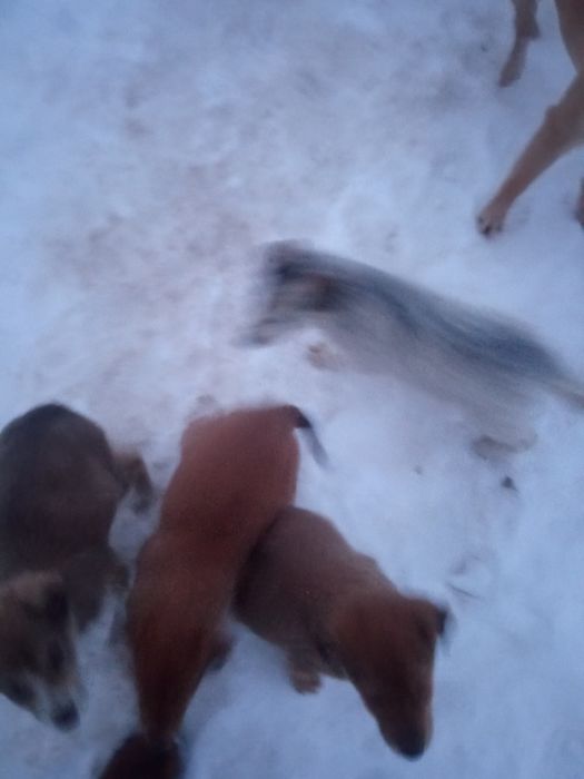 Ищем дом щенкам холодно