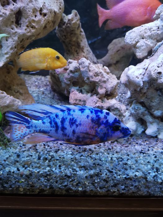 Продавам цихлиди