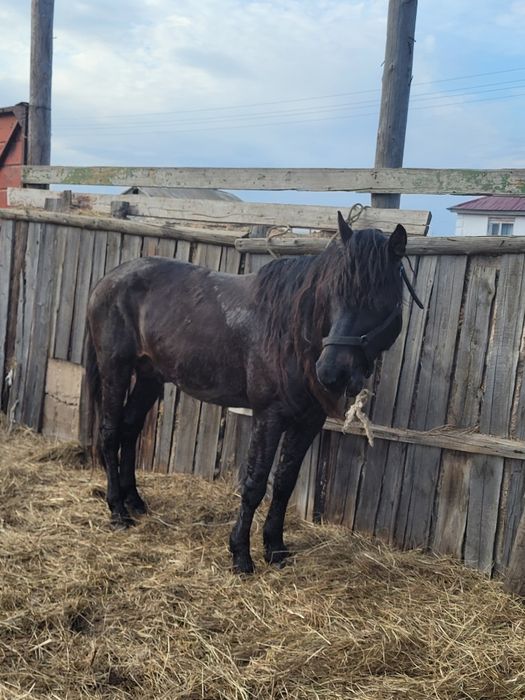 Продом или обмен  жеребка