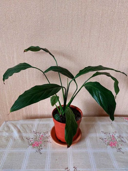 Продам комнатные растения