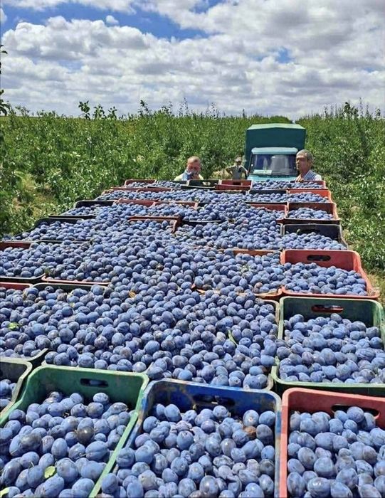 Prune pentru tuica si palinca