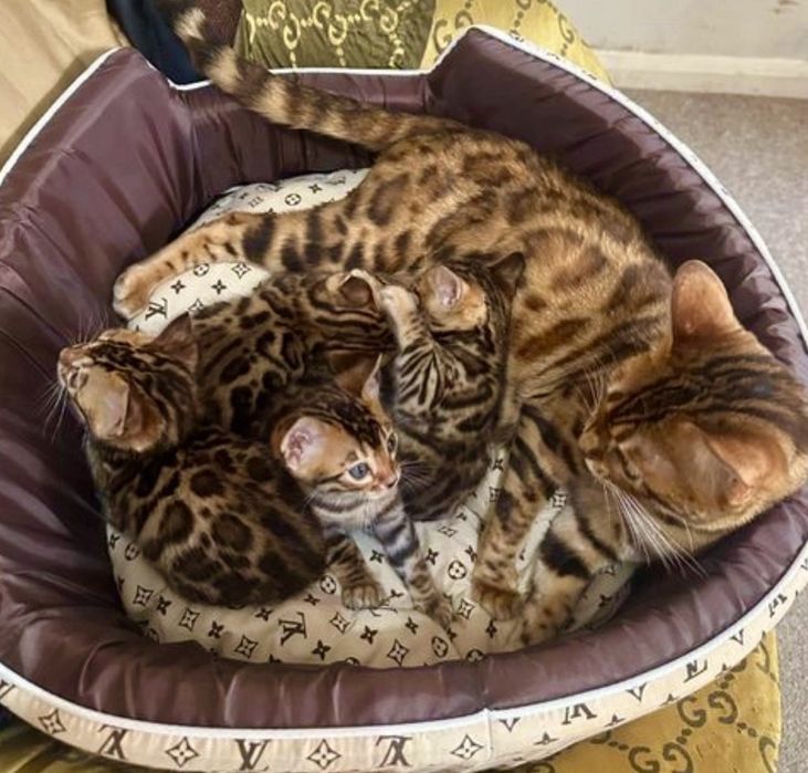 Бенгалски котенца