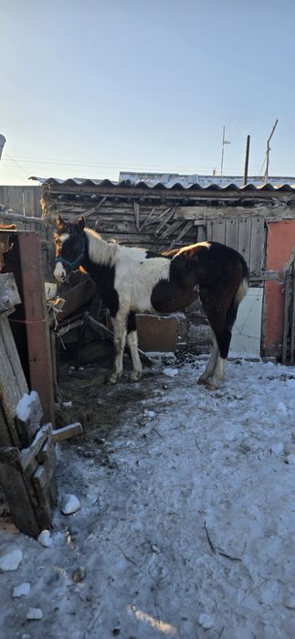 Продам тай полу кровка