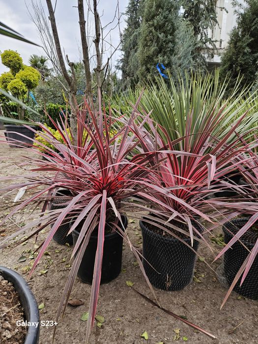 Plante ornamentale de foarte buna calitate