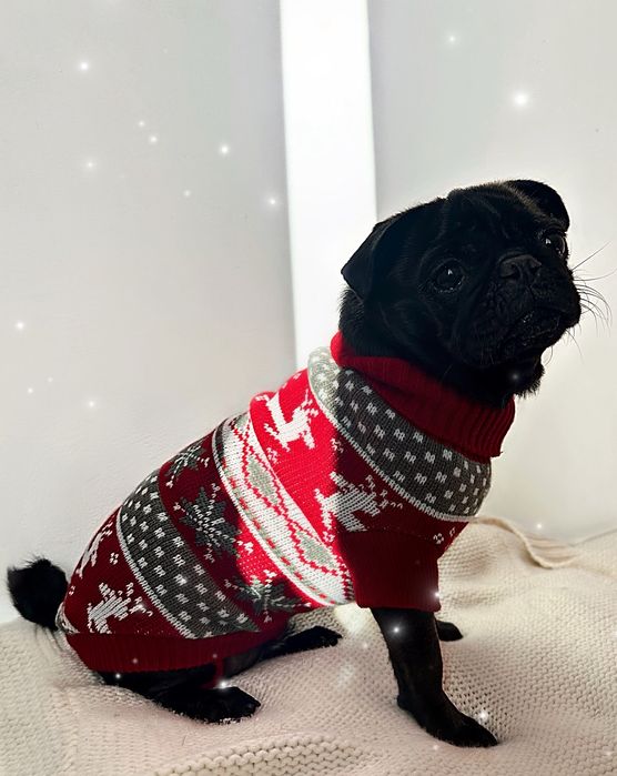 Яке за кученца дребна порода.Топли ,с подплата ,удобни и предпазващи.