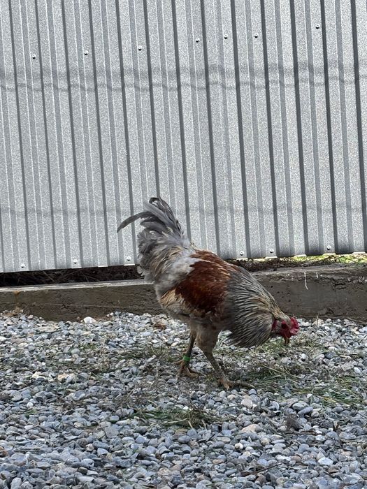 Амераукана қоразы сатылады