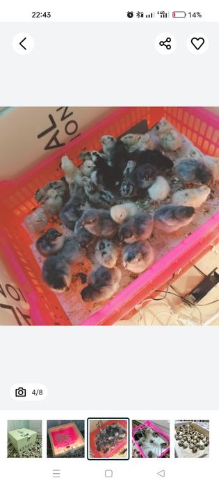 Инкубатор на 250перепелиных (100кур яиц)