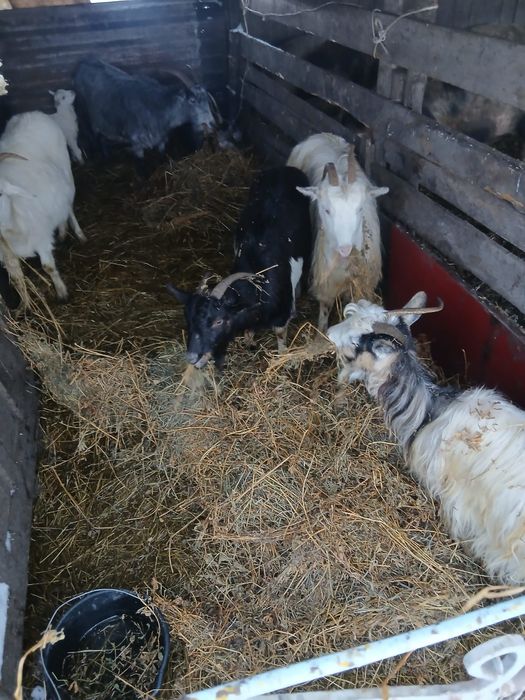 De Vânzare 6 capre și on ied 5 sunt gestante și una are ied