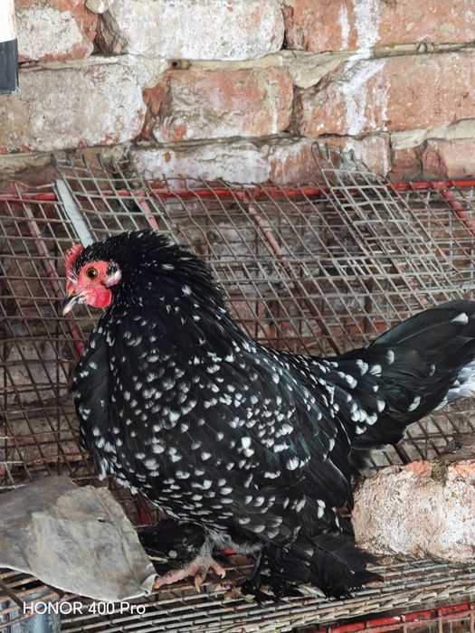 Vând oua mii de flori