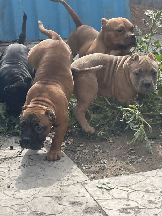 Щенки американский булли