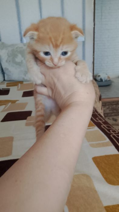 Рыжики котята игривые