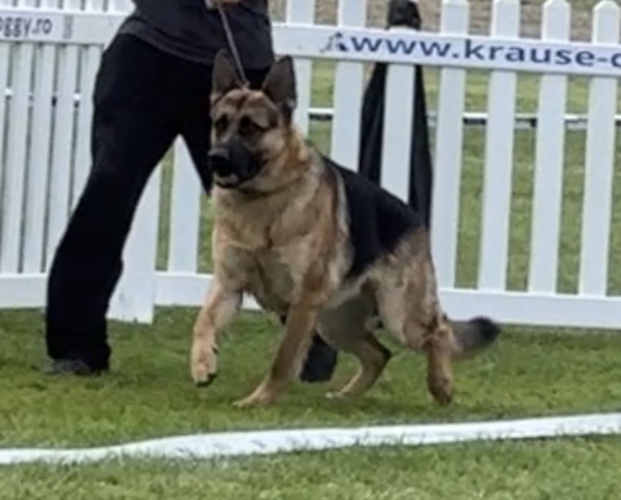 Mascul Ciobanesc German cu pedigree si drept de monta