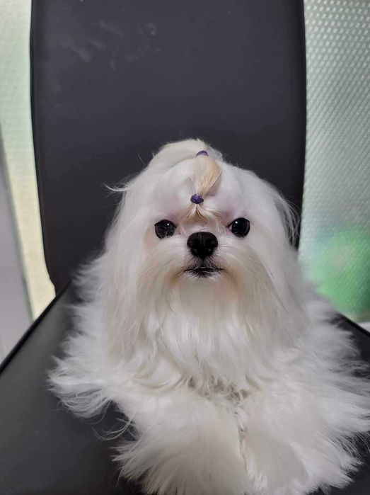 Bichon Maltez, Bichon Maltez cu Pedigree, Maltez mini , Korean maltez