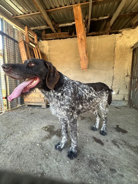 Продам щенков охоничьей породы.