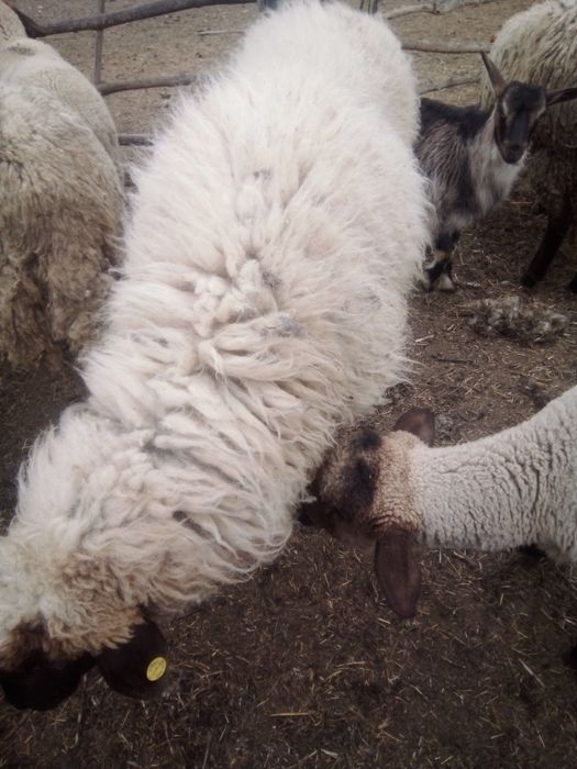 Vând oi și capre și iezi și miei și Juncă
