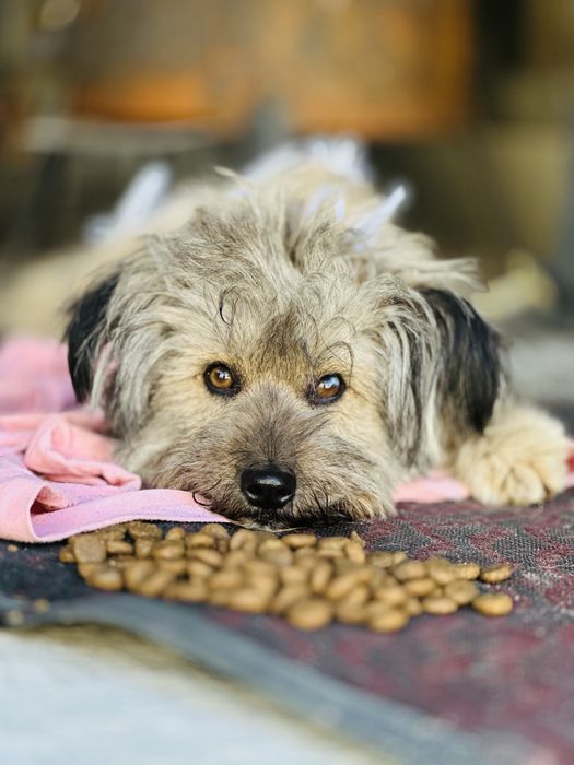 Щёточка. Звоночек ищет семью