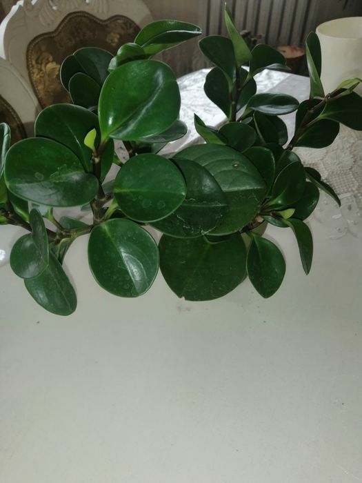 Продаю комнатные цветы