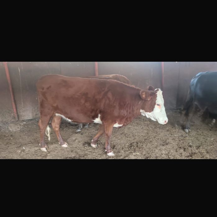 Натуральное Молоко домашнее