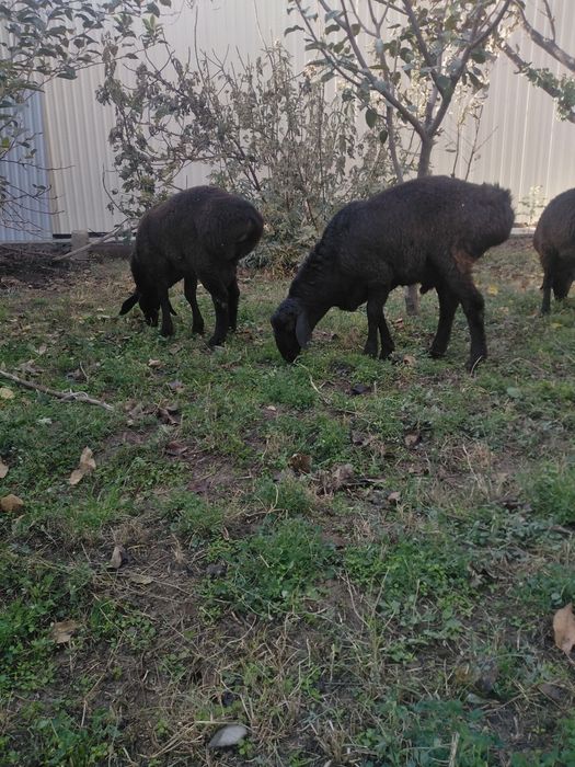 ЩКучкорлар сотилади