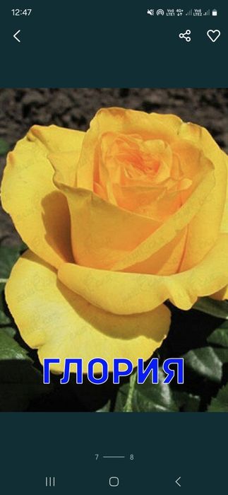 Розы Саженцы оптом