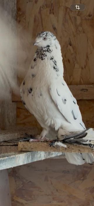 Голуби на гребле