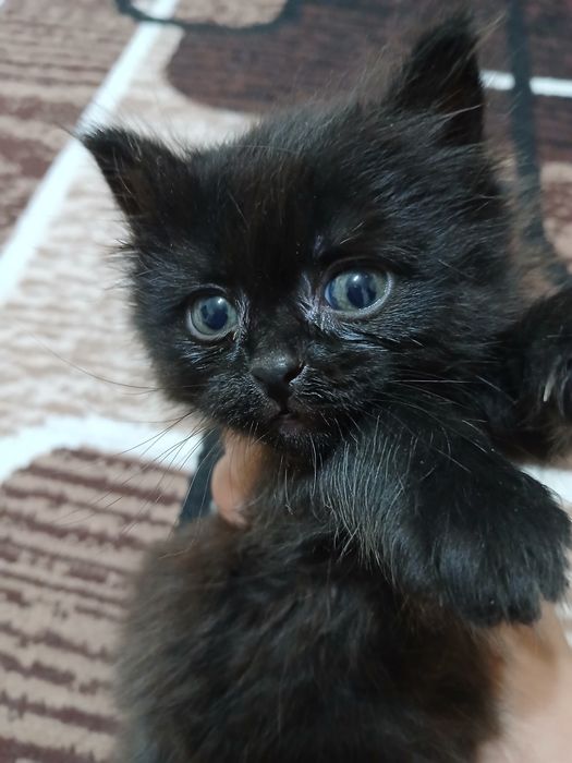 Котята отдаём бесплатно в добрые руки