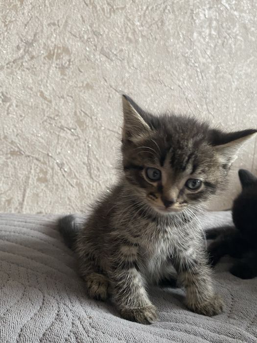 Отдам котенка  в добрые руки