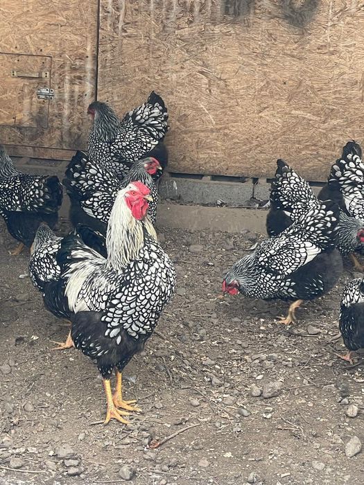 Продам петухов Виндотов