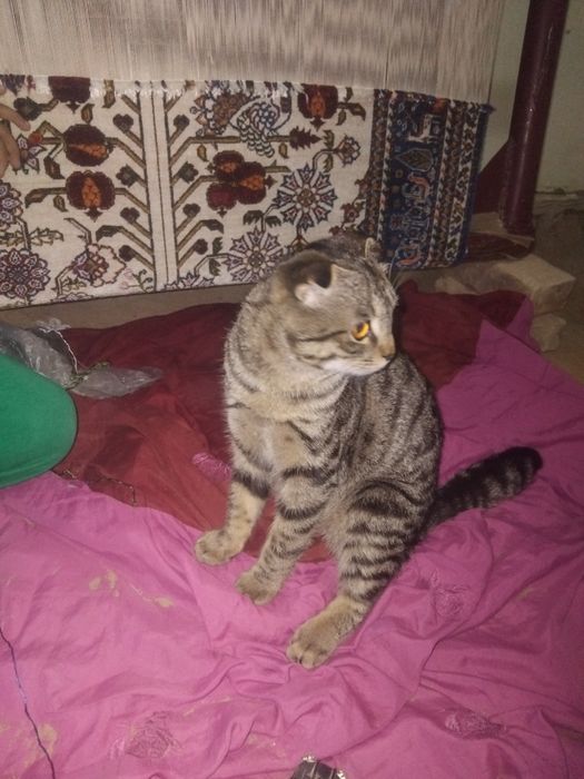 Mushuk sotiladi oʻgʻil bola zoti toza