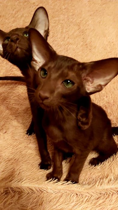 Braun orient kittens , бронь