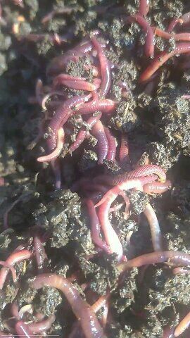 Калифорния кизил ёмгир чувалчанглари сотувда