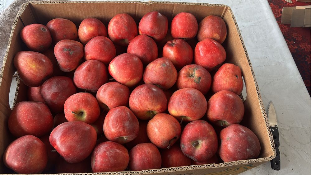 Яблоки Американка и золотой