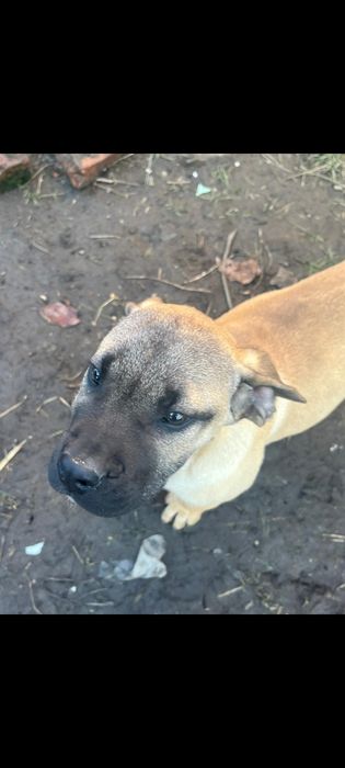 Vand catea presacanario