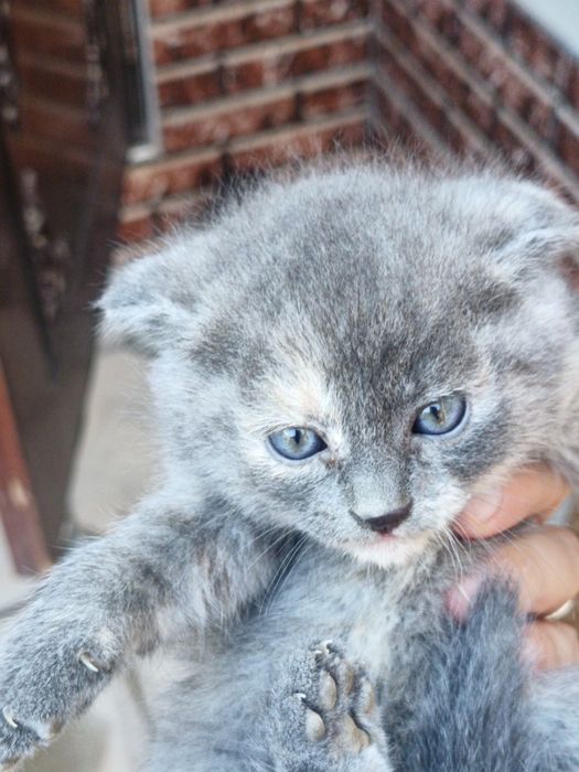 Продается кошки 4шт все цвета серый