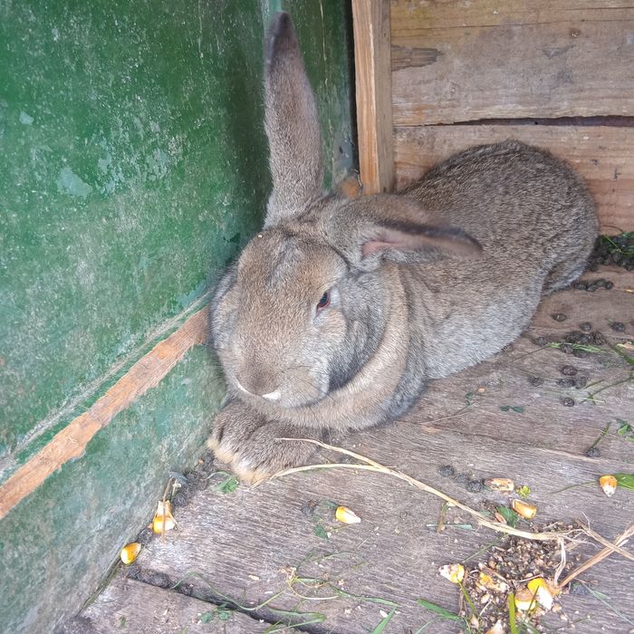 Vand o femela UG si una cap de leu una de 4 luni UG si aia cap de leu 6 luni