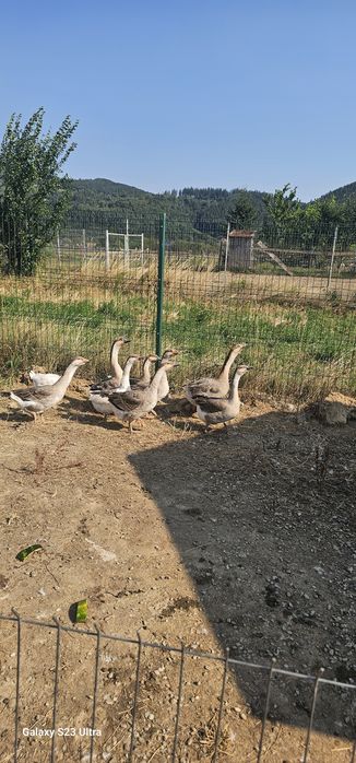 Gaste tinere  in cautare de casa noua