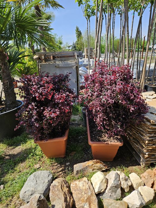 Catalpa  globular  plante