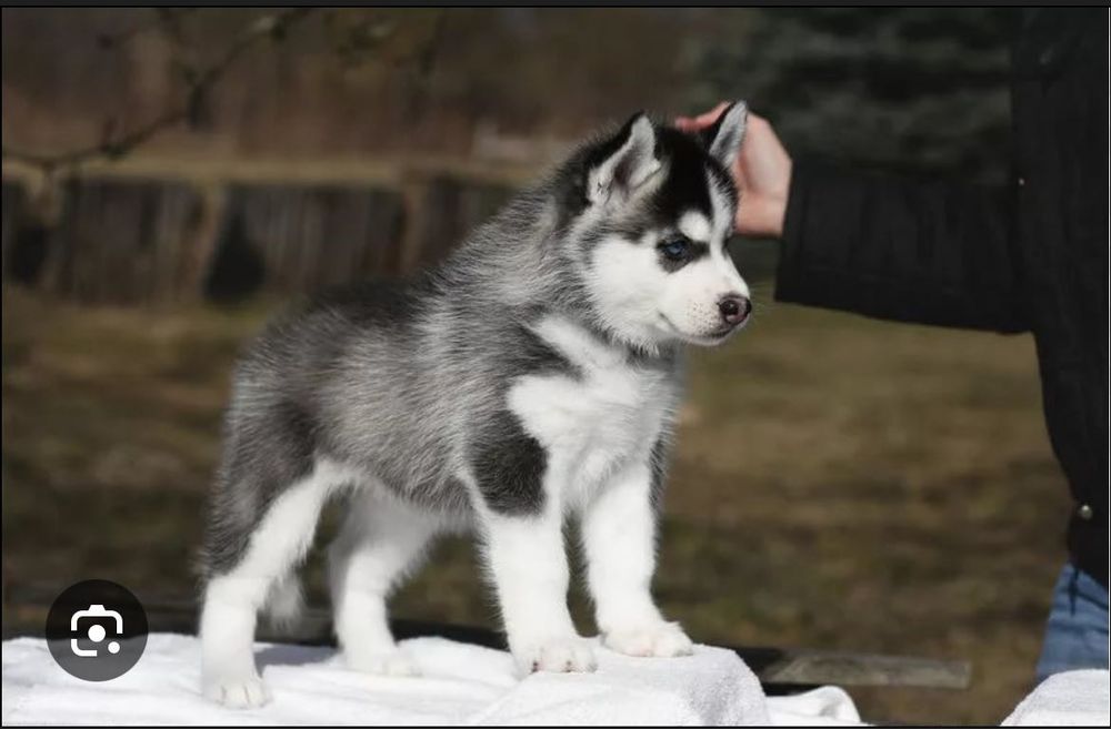 Хаски сибирская 5 месяцев мальчик