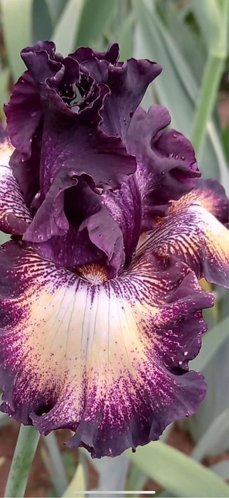 Bulbi de irisi 5 lei buc