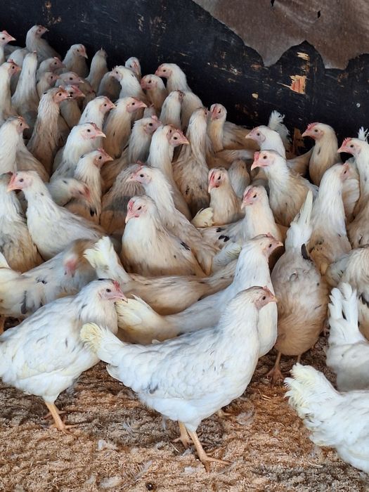 Продам курей  несушки Коррал