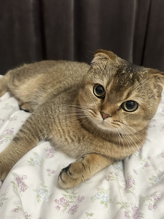 Скоттиш фолд для вязка пол  муж: