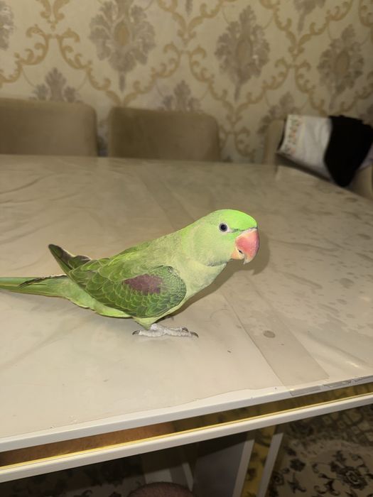 Александрийские попугаи