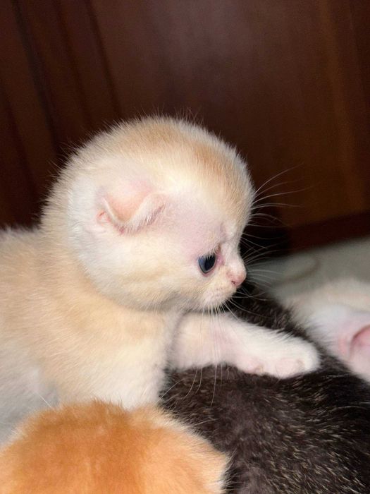 Sotiladi Scottish Fold