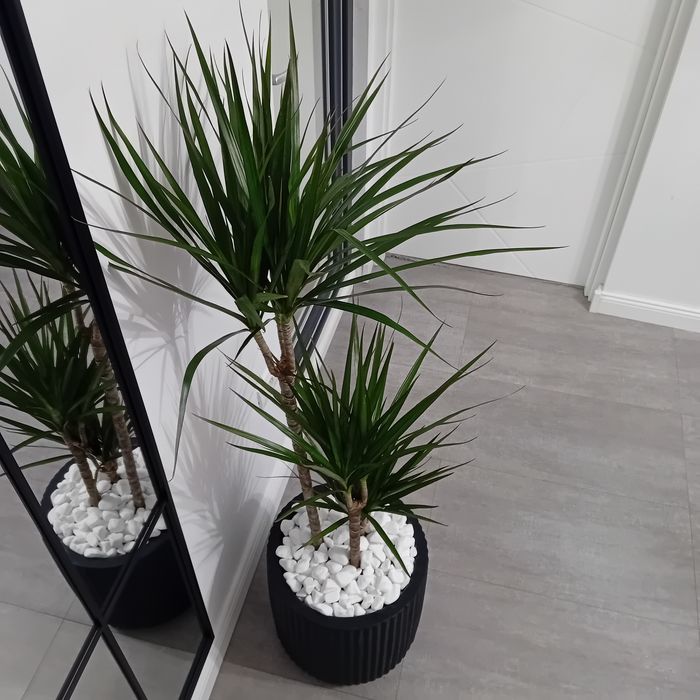 Planta decorativa cu ghiveci ceramic