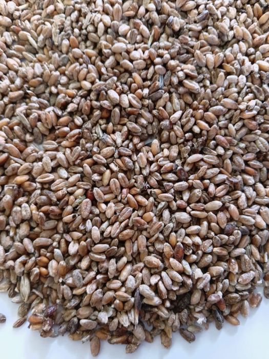 Влажная пшеница , кормовая