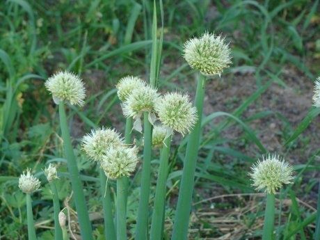 Семя лук  / Пияз ұрық сатылады